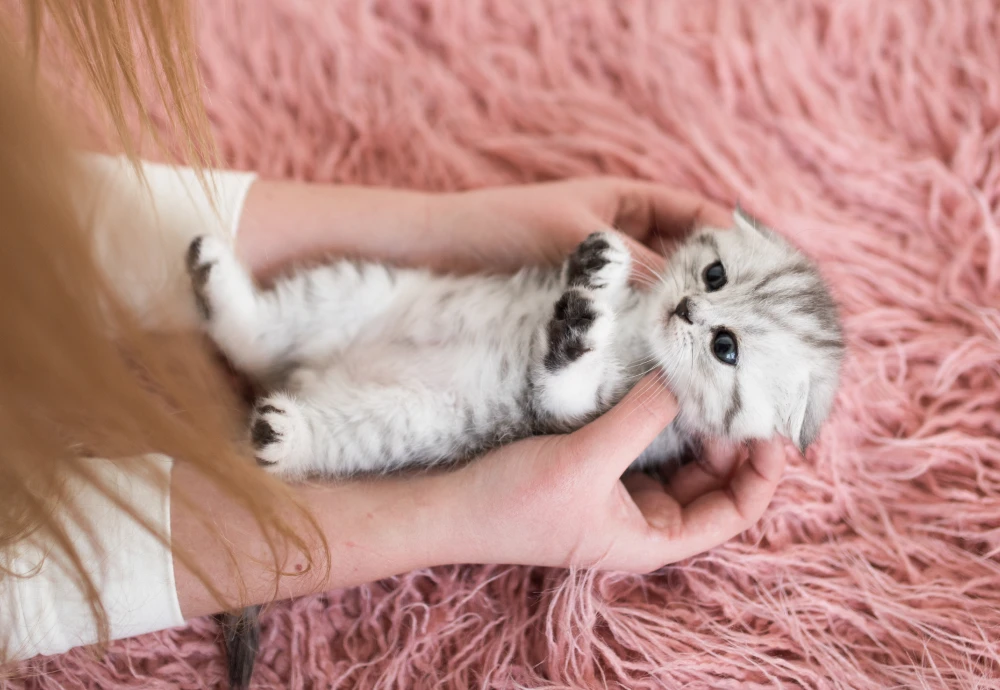 interactive pet camera